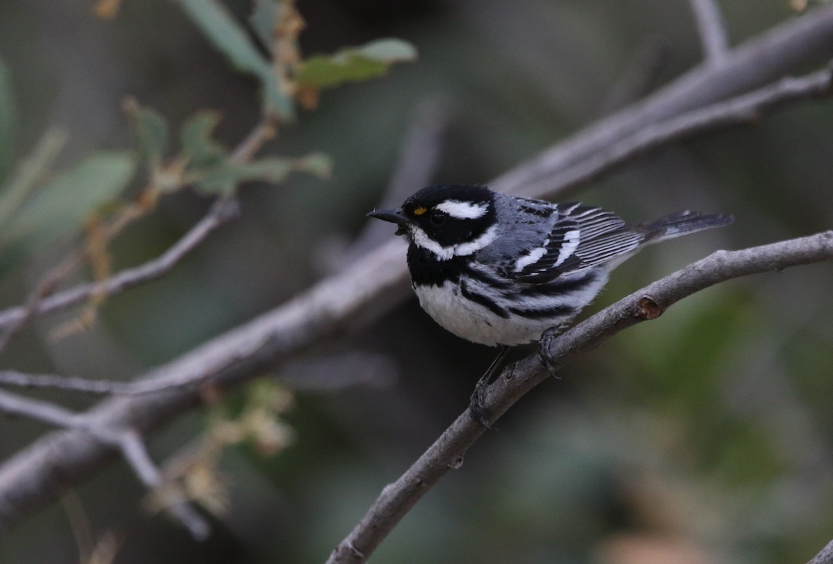 Black-throated Gray Warbler - ML621958569