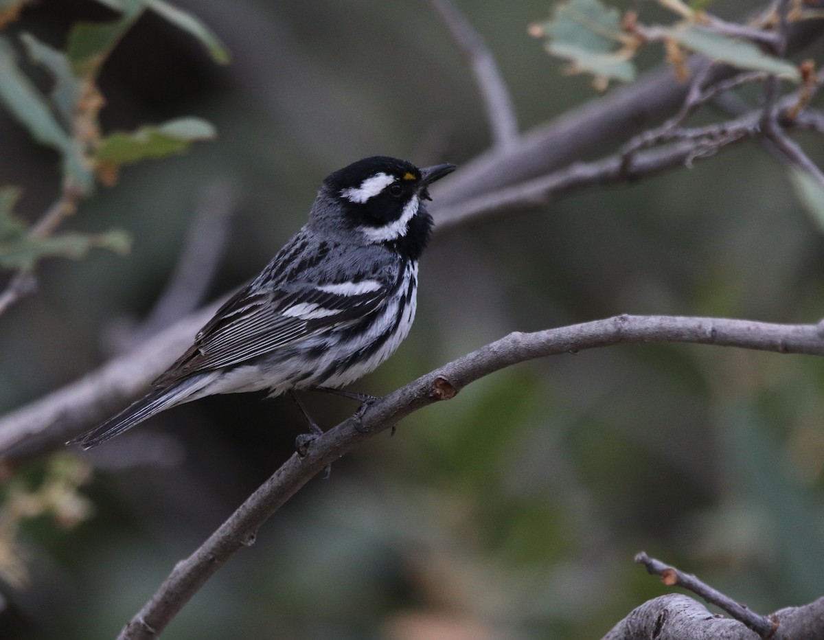 Black-throated Gray Warbler - ML621958570