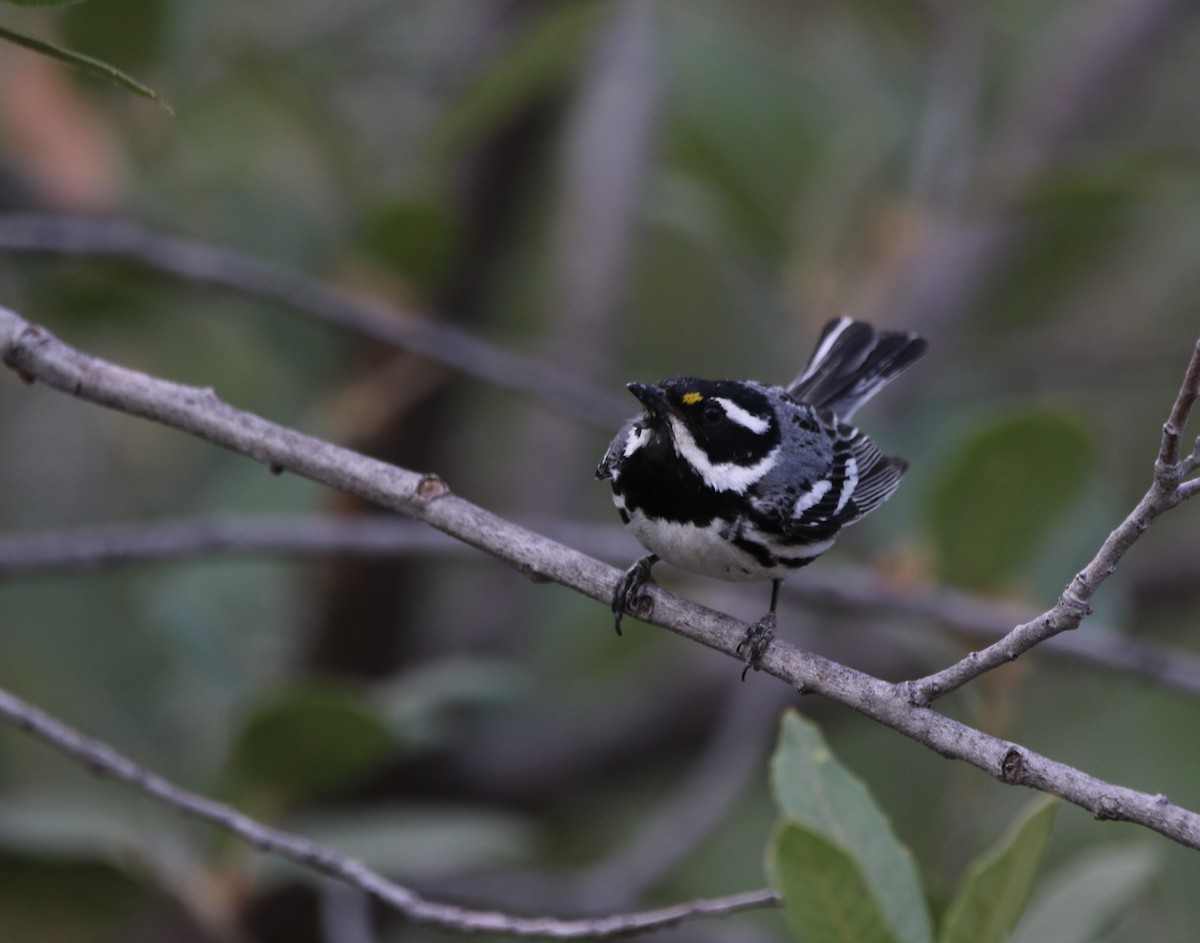 Black-throated Gray Warbler - ML621958573