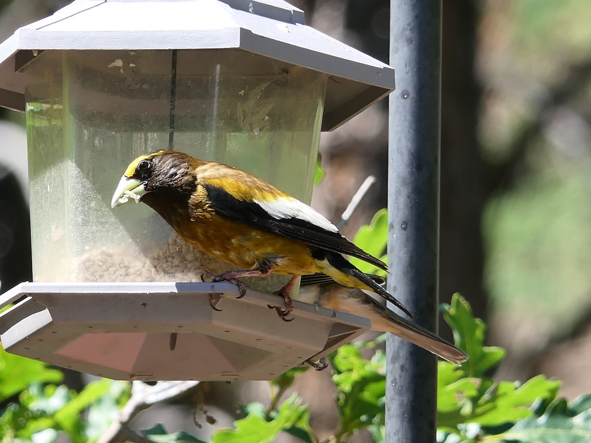 Evening Grosbeak - ML621958587