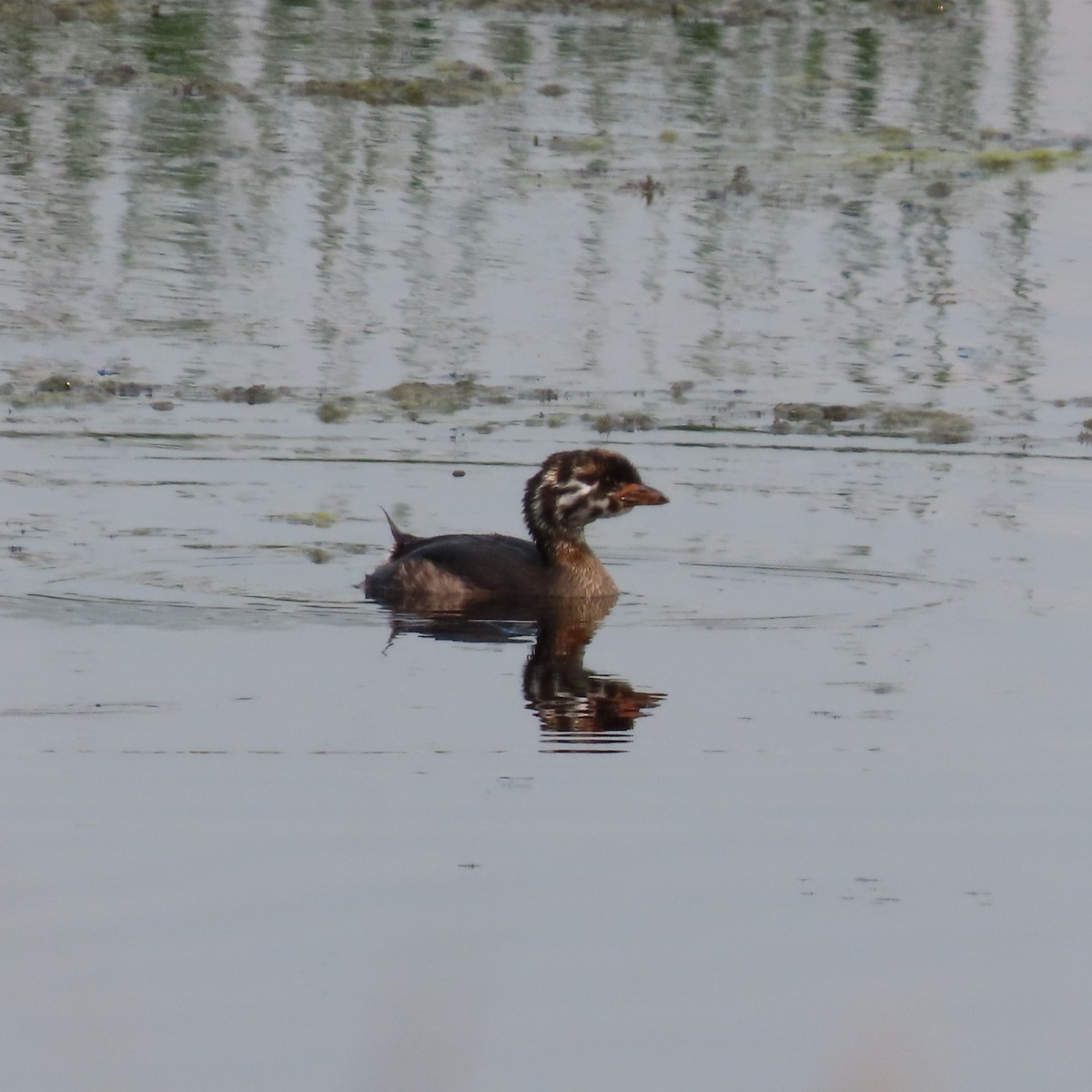 Pied-billed Grebe - ML621958588