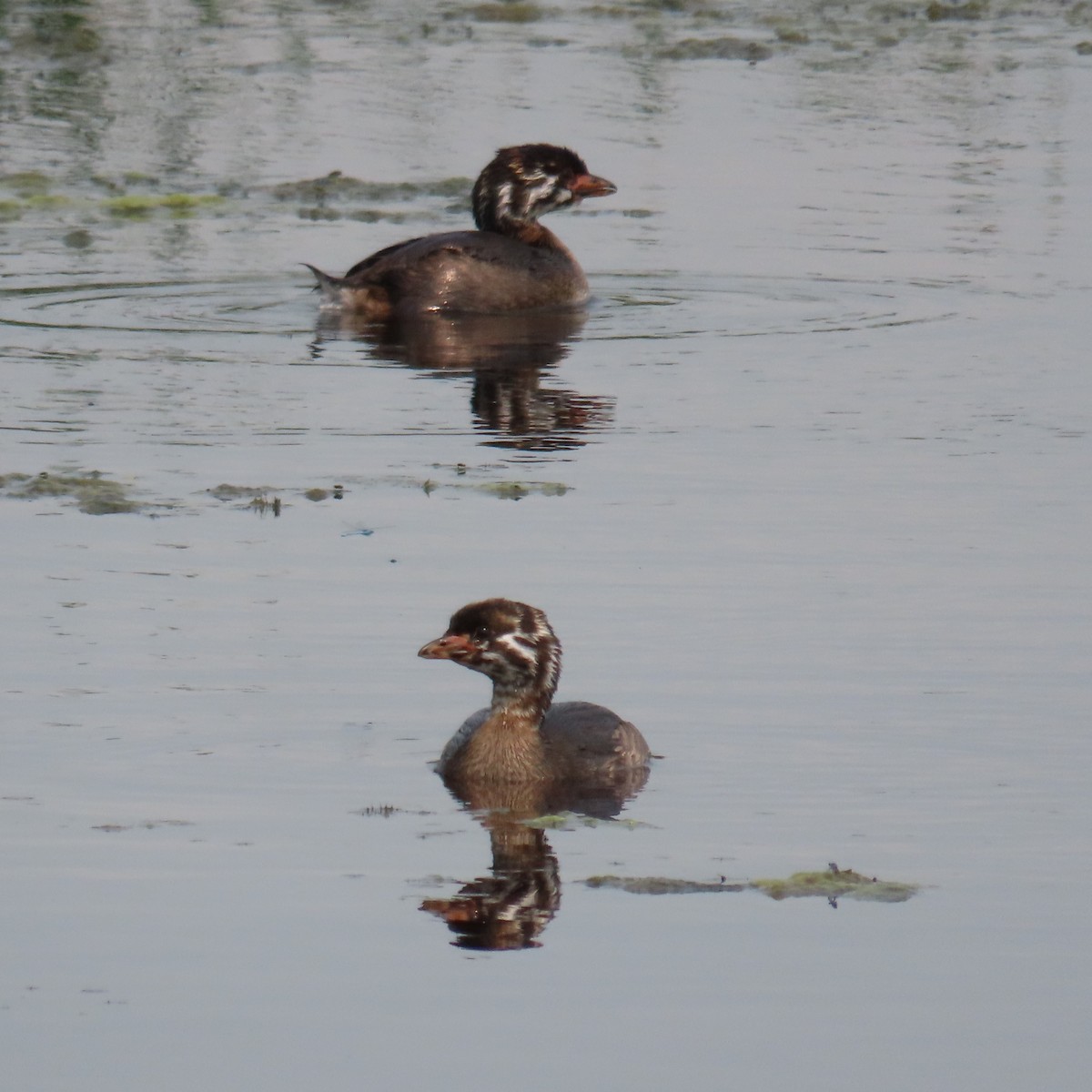 Pied-billed Grebe - ML621958590