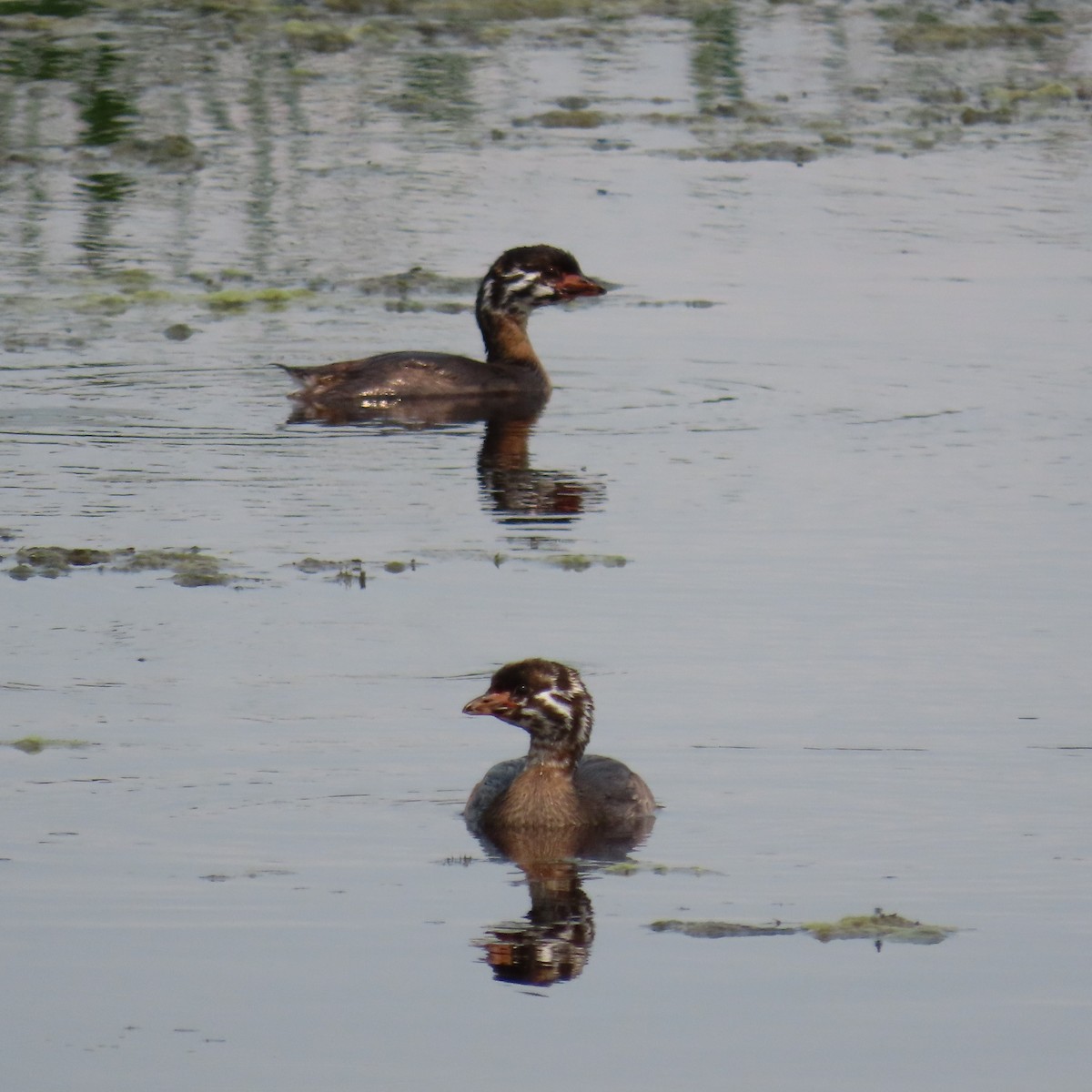 Pied-billed Grebe - ML621958592