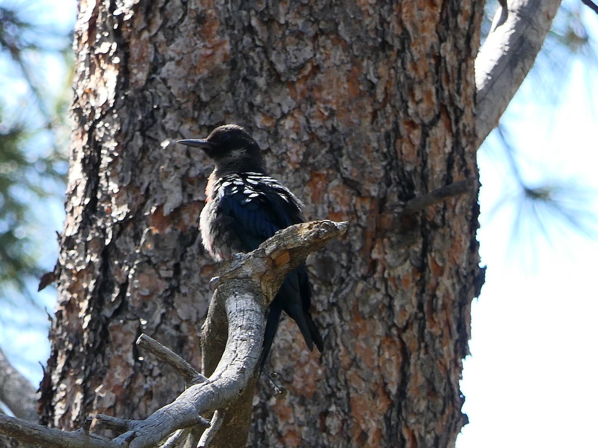 Lewis's Woodpecker - ML621958609