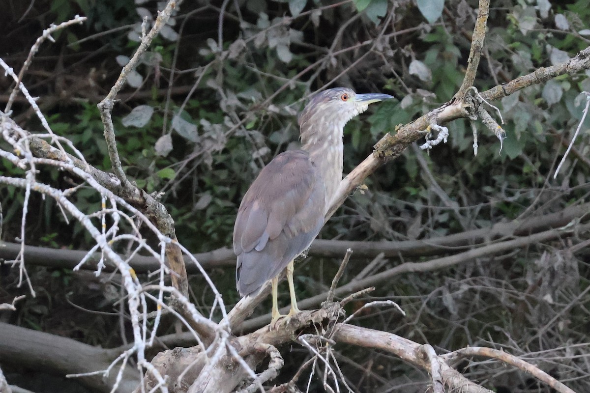 Black-crowned Night Heron - ML621958650