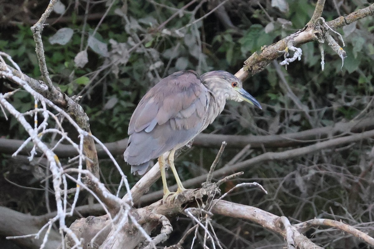 Black-crowned Night Heron - ML621958660