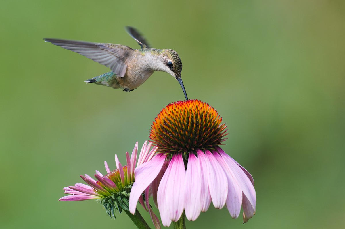 Ruby-throated Hummingbird - ML621958671