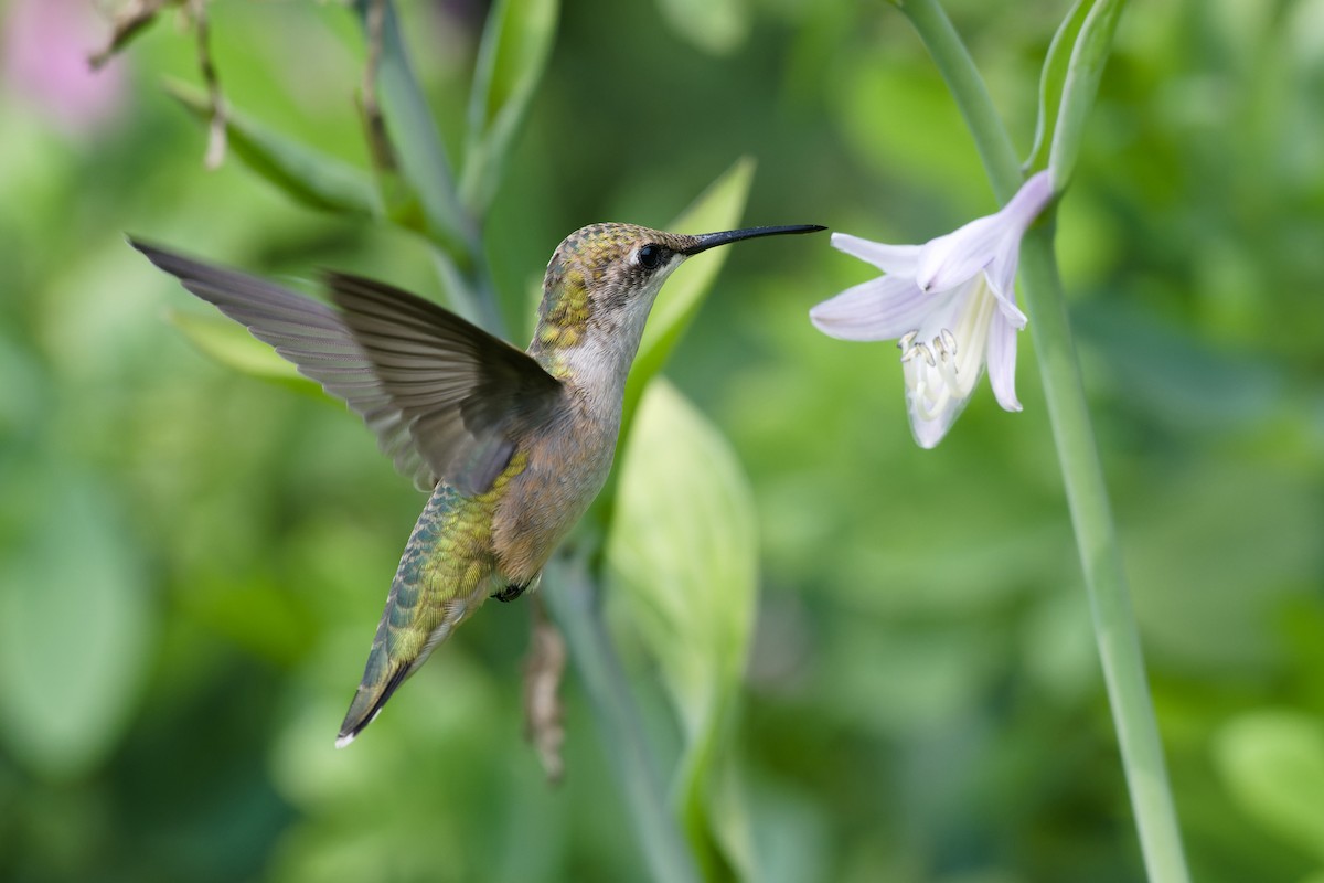 Ruby-throated Hummingbird - ML621958672