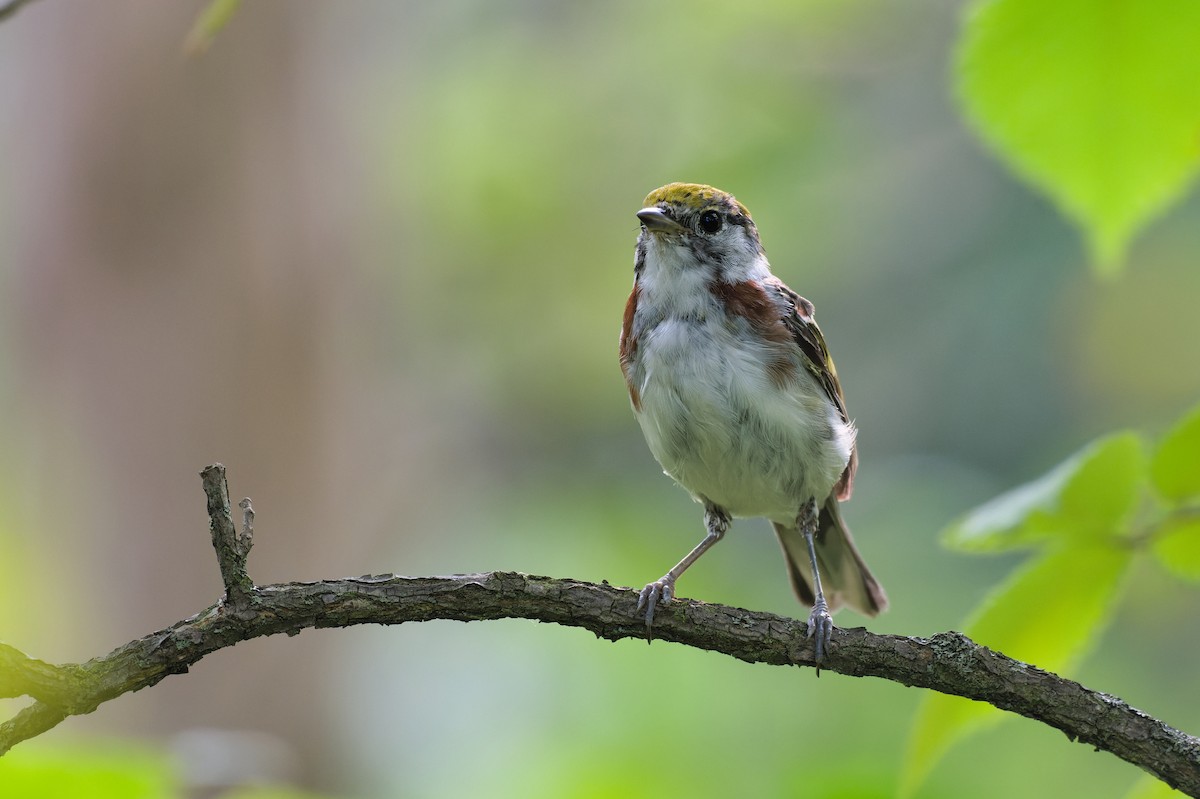 Chestnut-sided Warbler - ML621958754