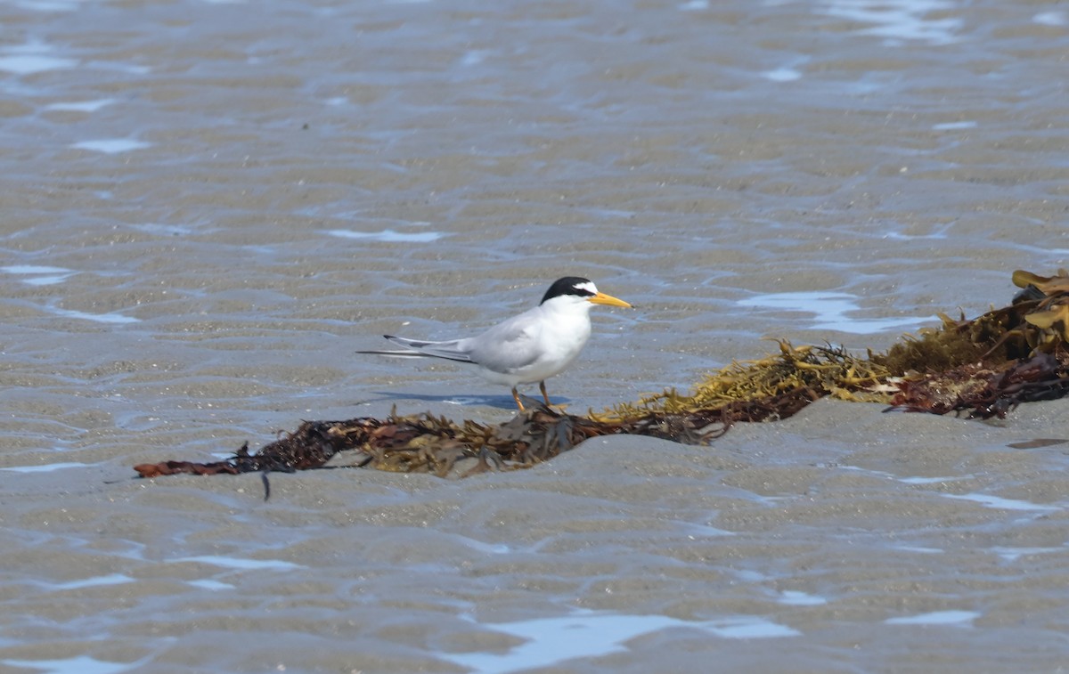 Least Tern - ML621958759