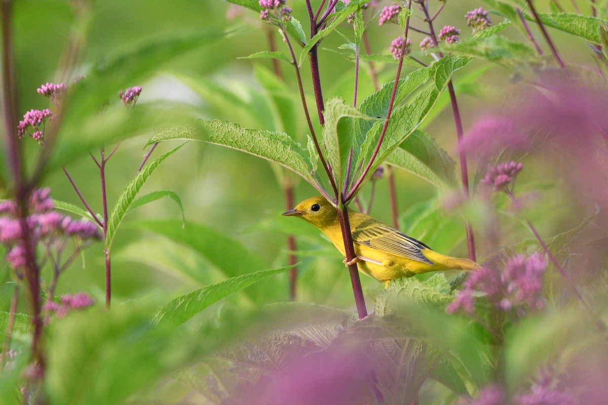 Yellow Warbler - ML621958762