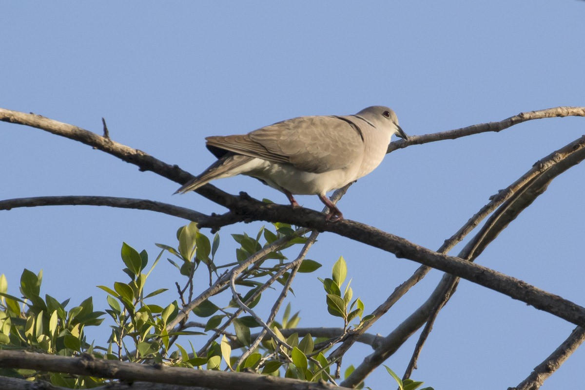 African Collared-Dove - ML62195891