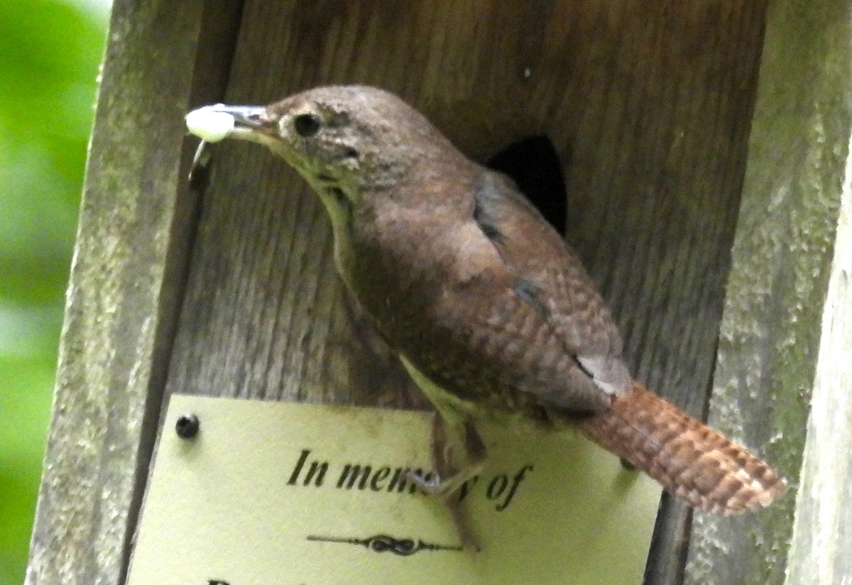 Northern House Wren - ML621958937