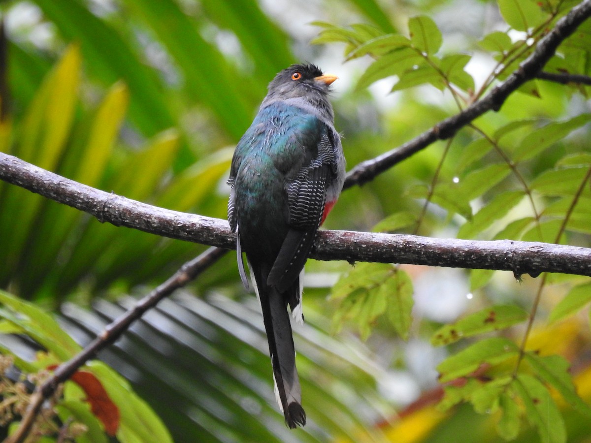 Hispaniolan Trogon - Coral Avilés Santiago