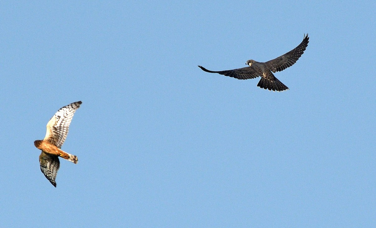 Peregrine Falcon - Tom Long