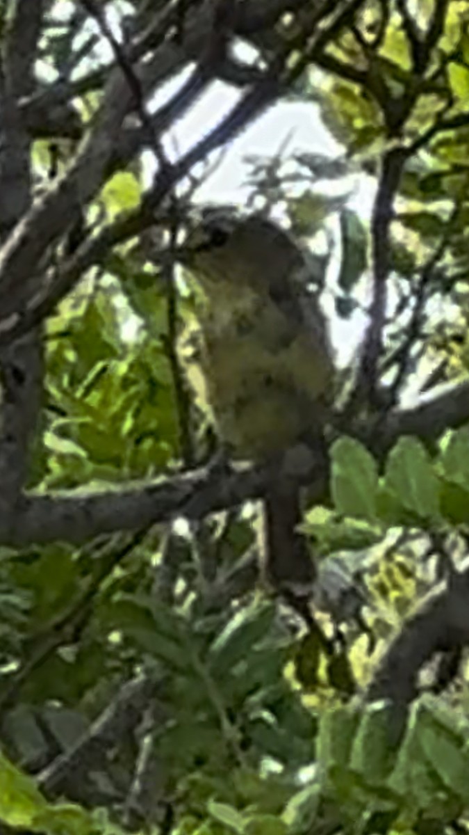 Thick-billed Vireo - ML621959245