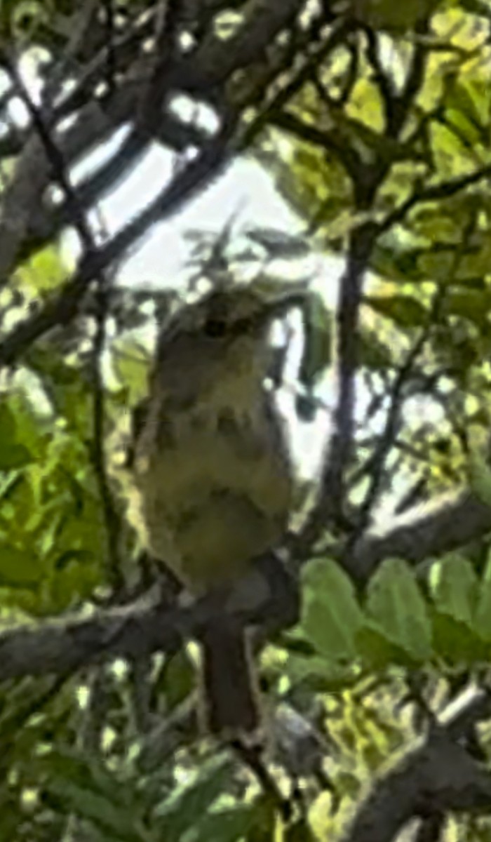 Thick-billed Vireo - Heather Richardson