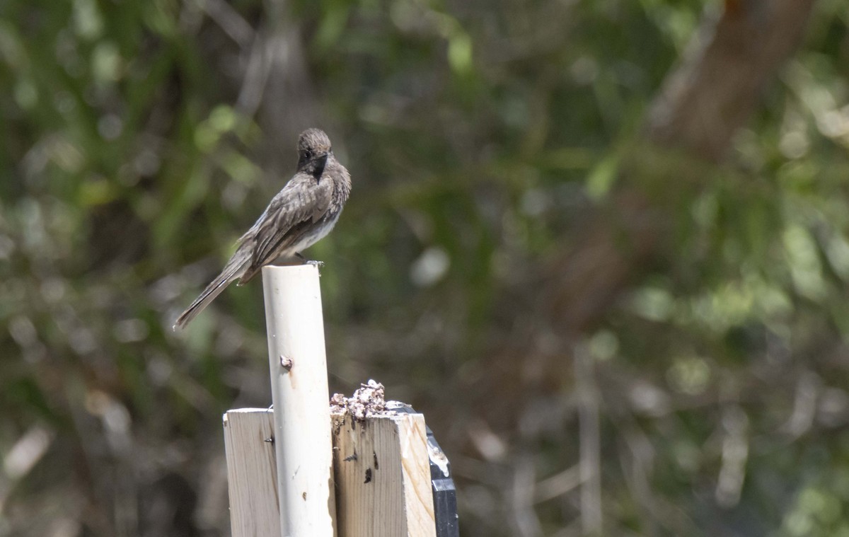 Black Phoebe - ML621959284