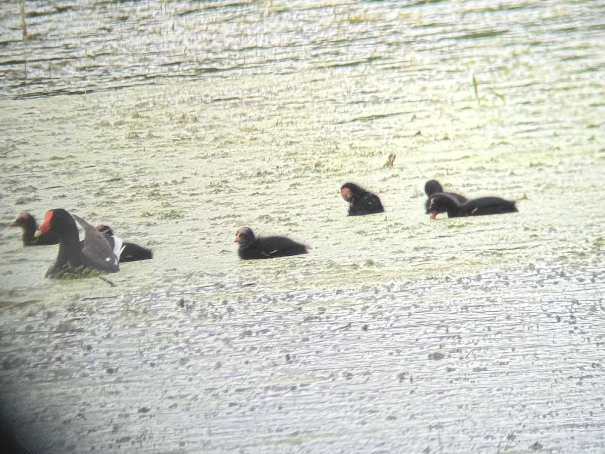 Common Gallinule - ML621959323