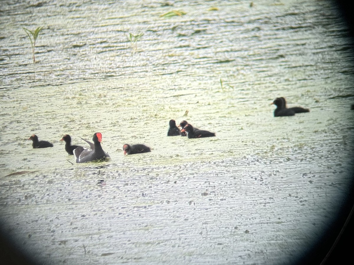 Common Gallinule - ML621959324