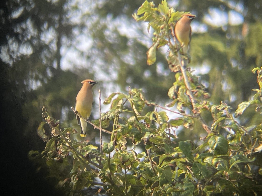 Cedar Waxwing - ML621959386