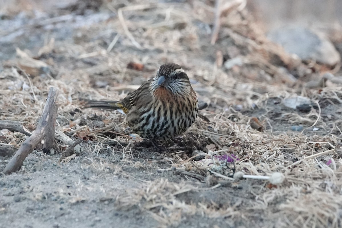 Himalayan White-browed Rosefinch - Terry Doyle