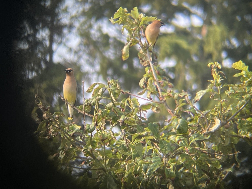 Cedar Waxwing - ML621959395