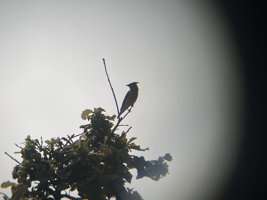 Cedar Waxwing - ML621959396