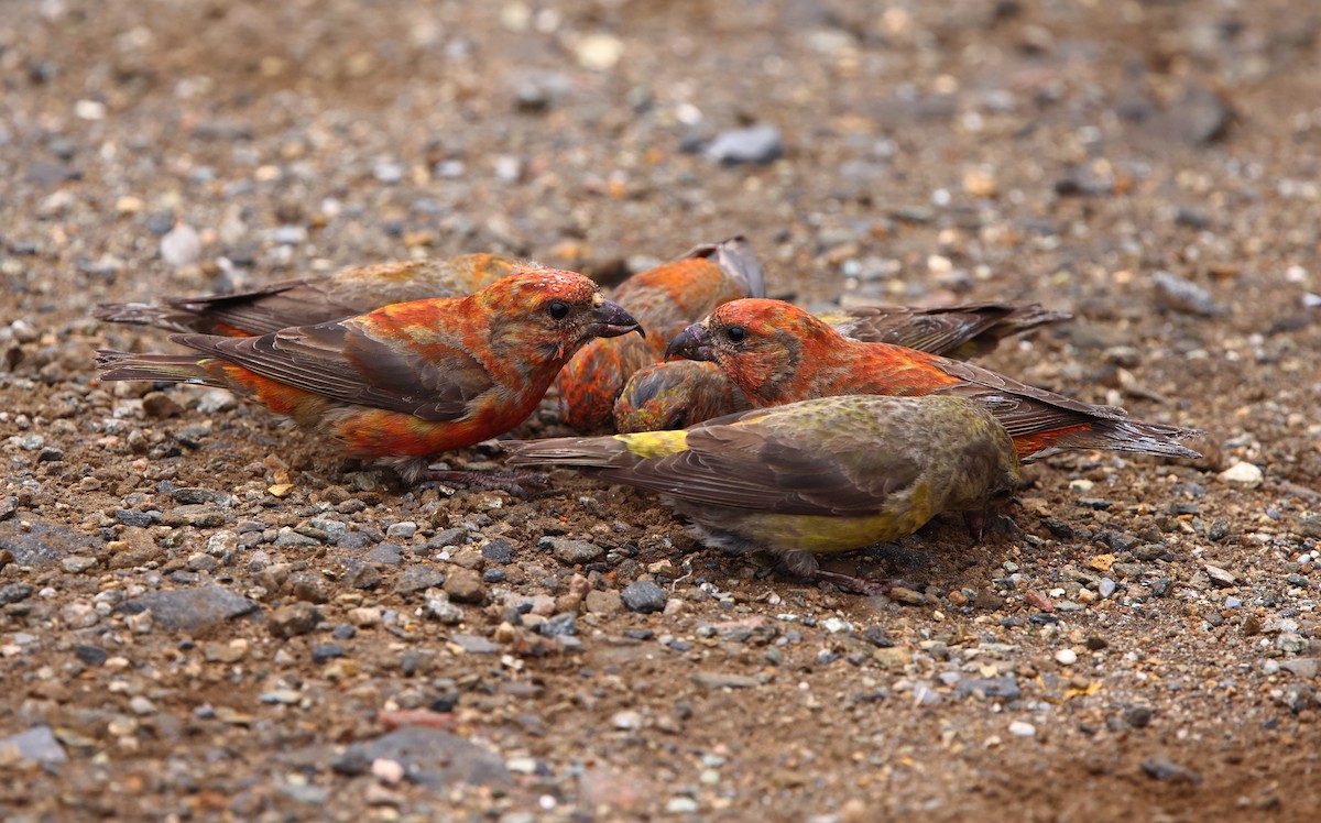 Piquituerto Común - ML621959419