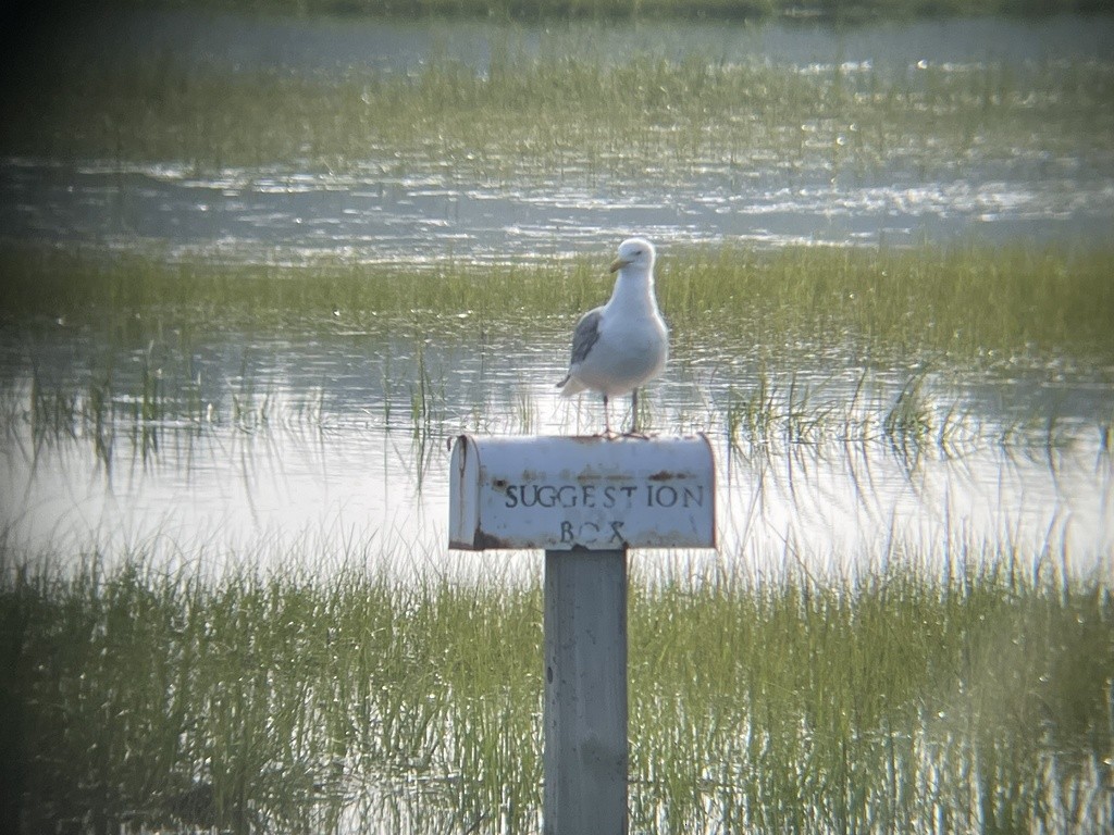 Herring Gull (American) - ML621959423