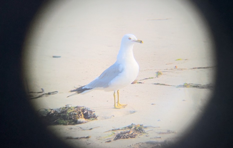 Ring-billed Gull - ML621959426