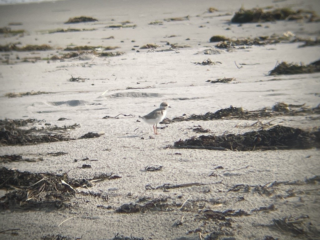 Piping Plover - ML621959463