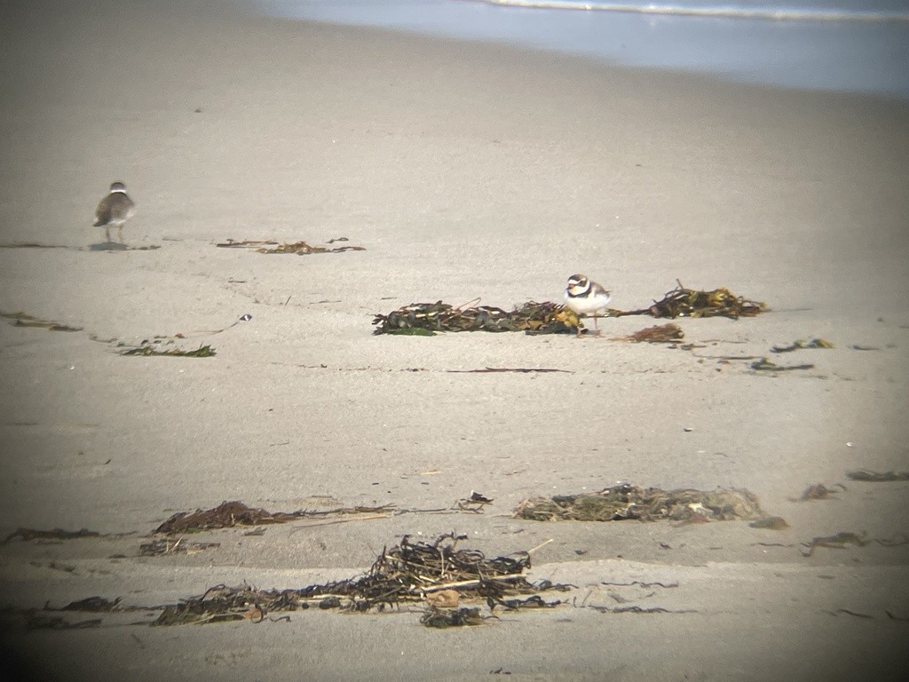 Semipalmated Plover - ML621959465