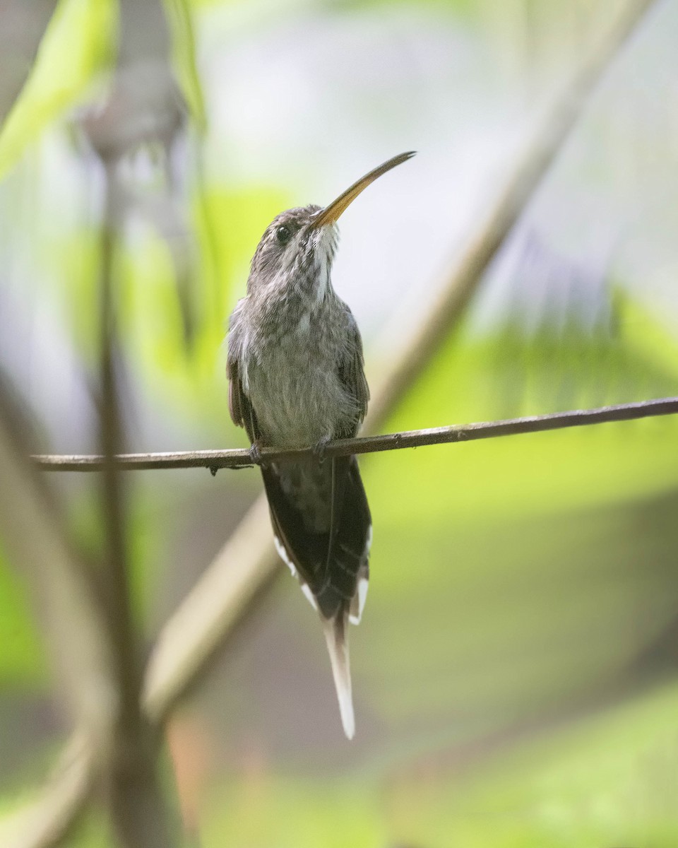 White-bearded Hermit - ML621959552