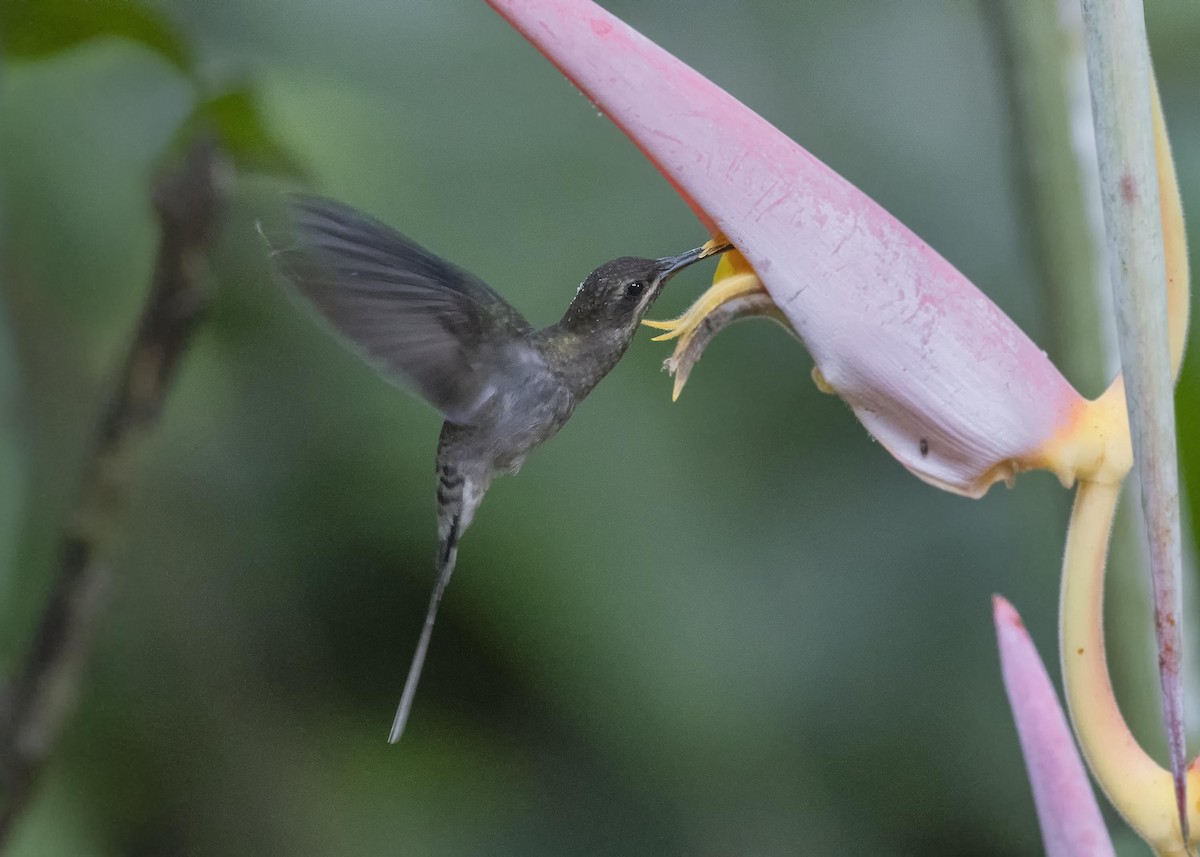 White-bearded Hermit - ML621959558