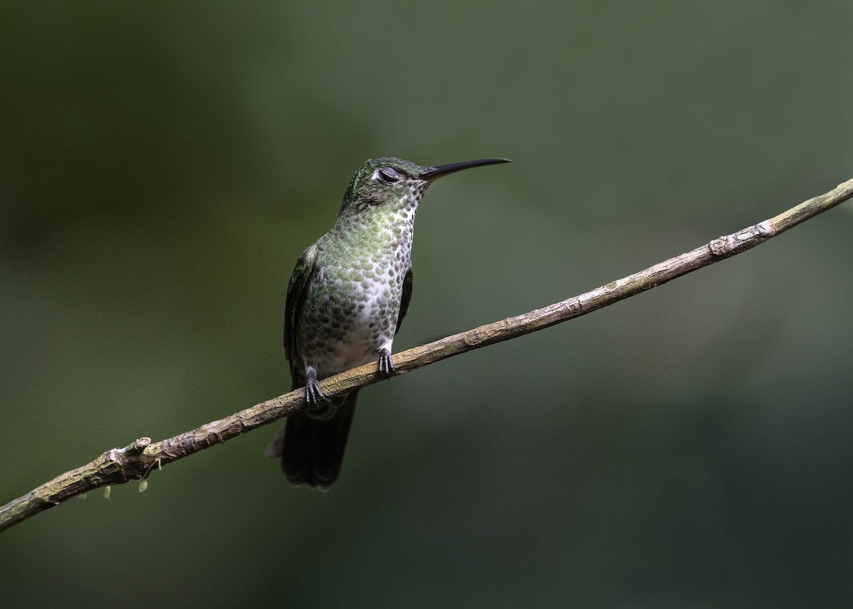 Many-spotted Hummingbird - ML621959607