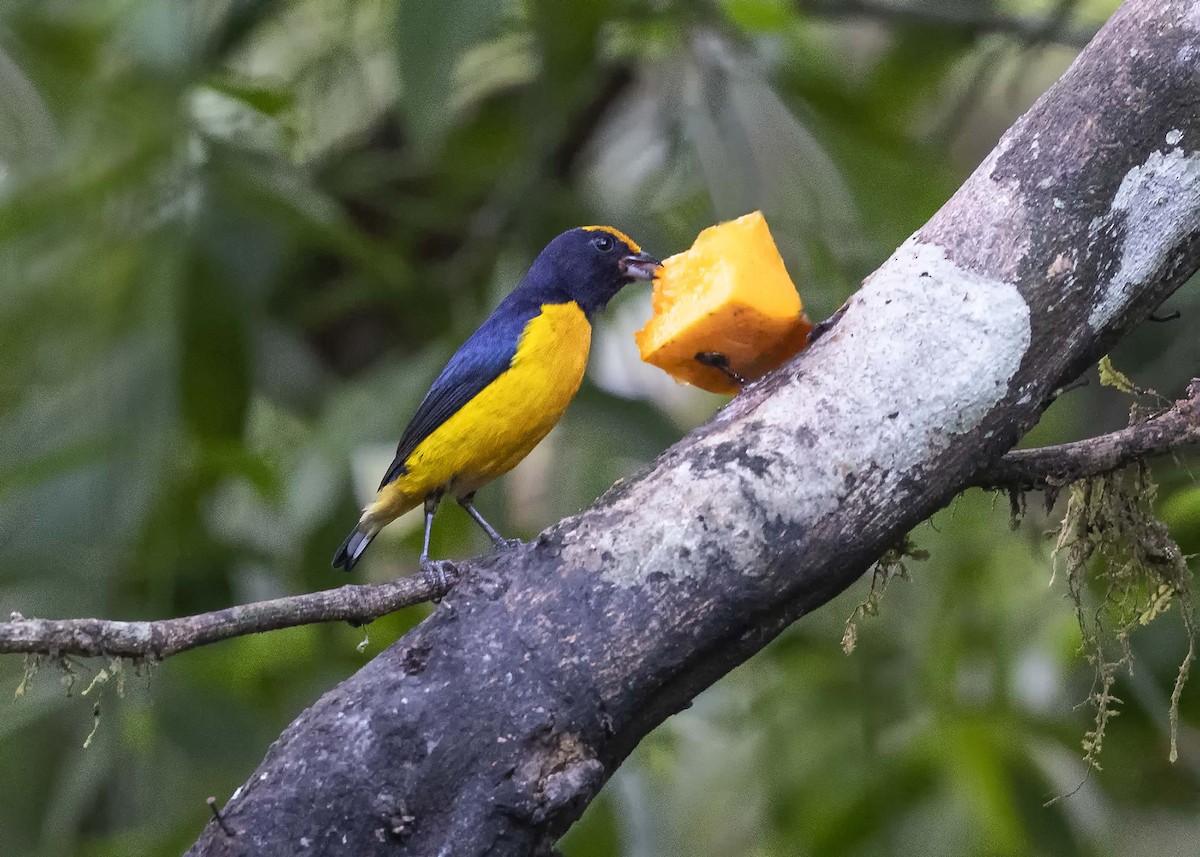 Orange-bellied Euphonia - ML621959631