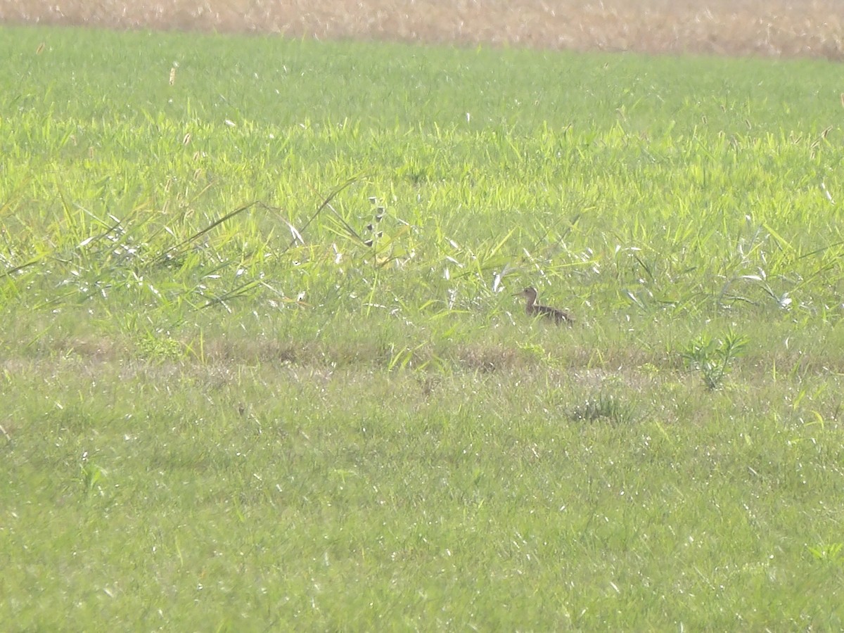Upland Sandpiper - ML621959688