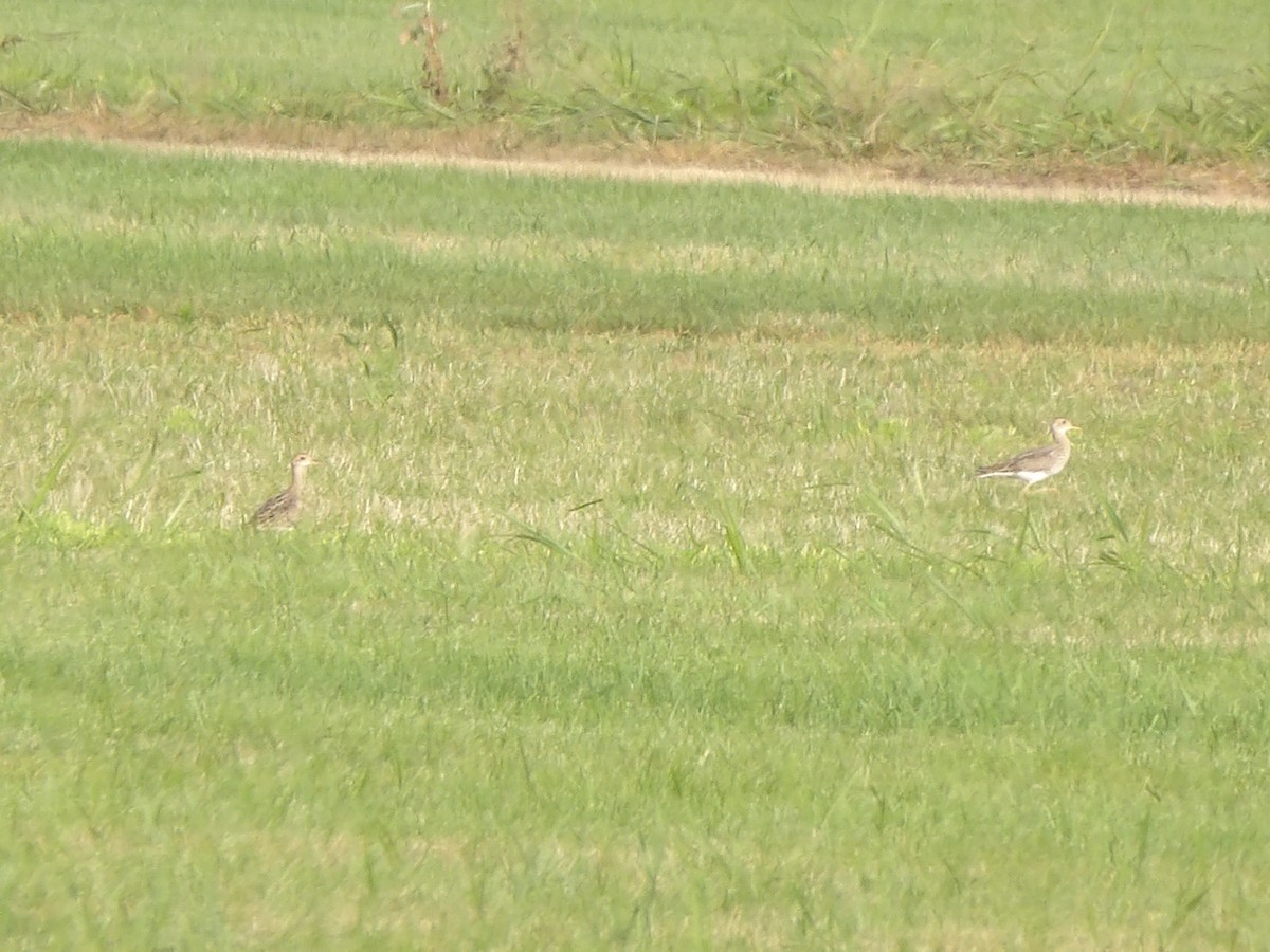 Upland Sandpiper - ML621959689