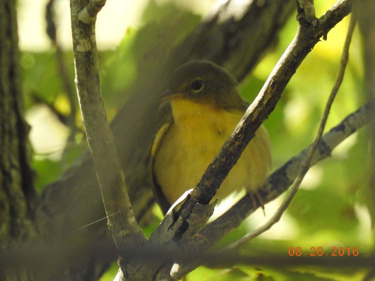 Common Yellowthroat - ML621959728