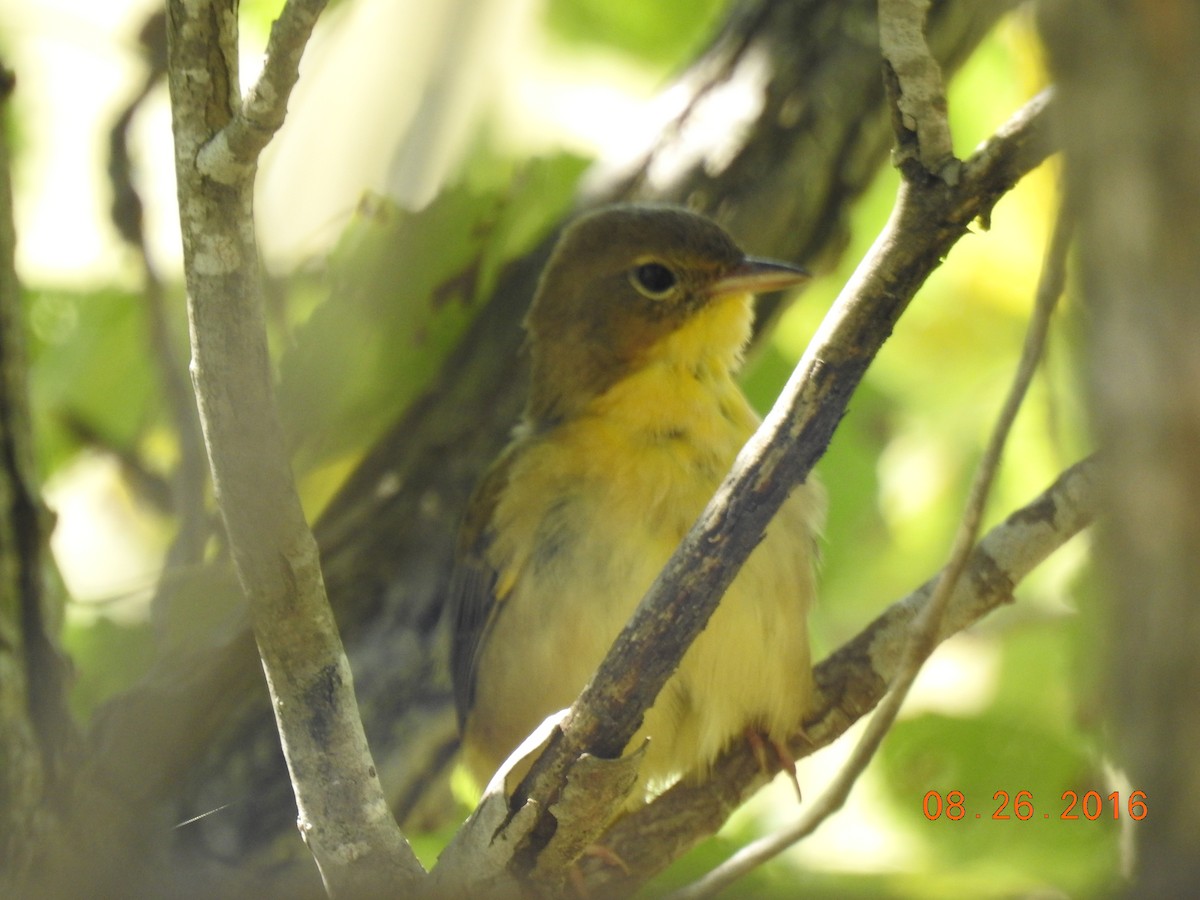 Common Yellowthroat - ML621959729