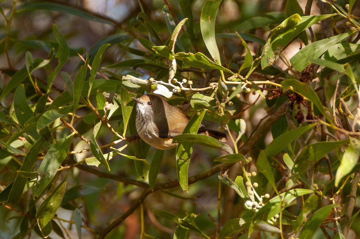 Brown Thornbill - ML621959841