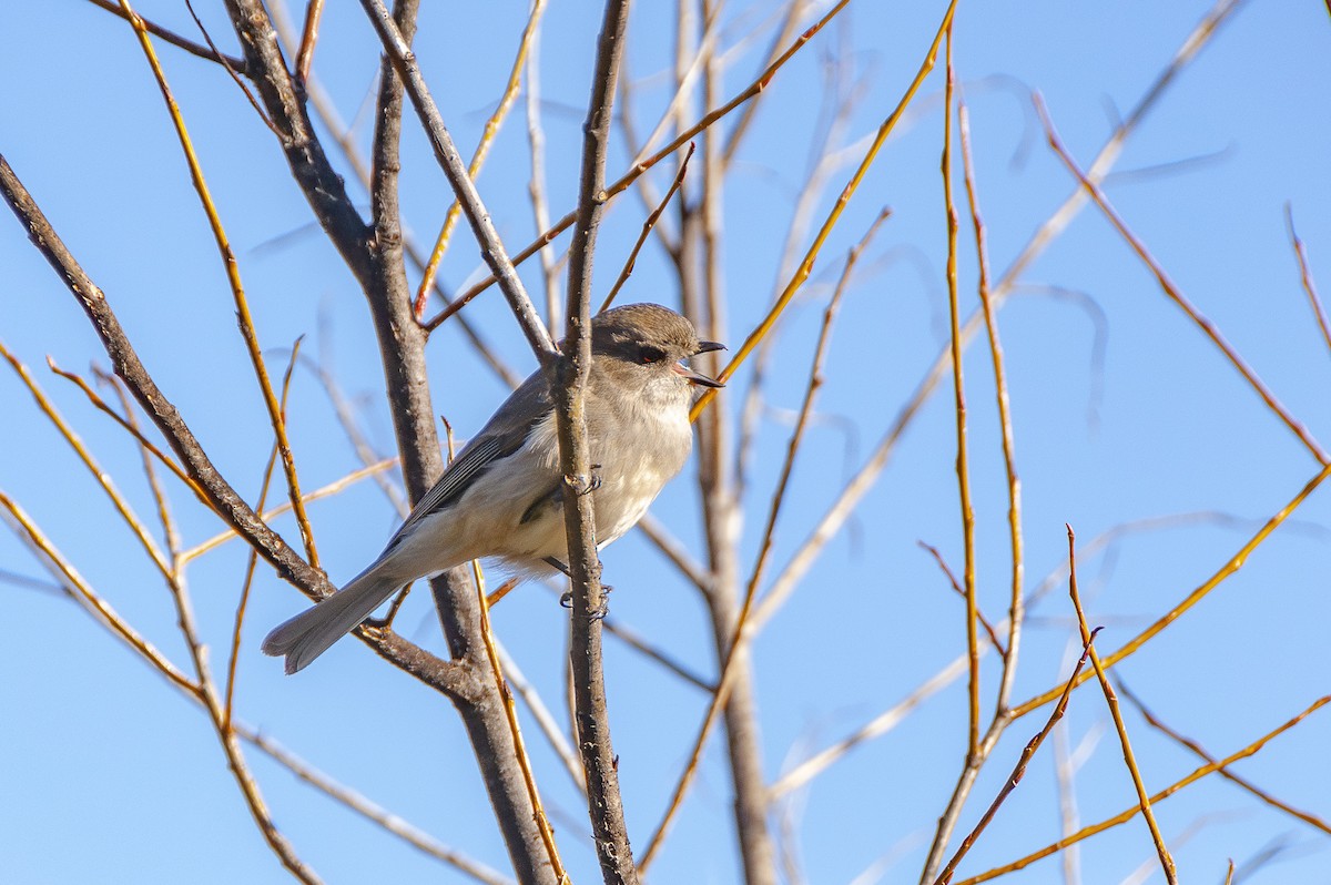 Golden Whistler - ML621959851