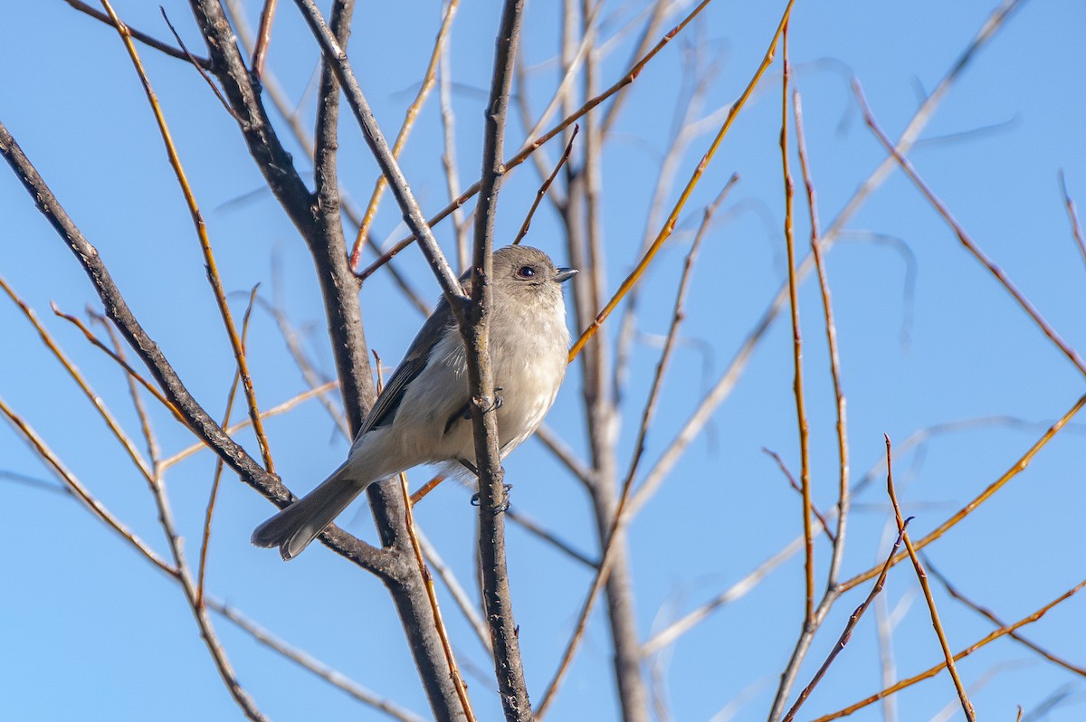 Golden Whistler - Megan Byrd