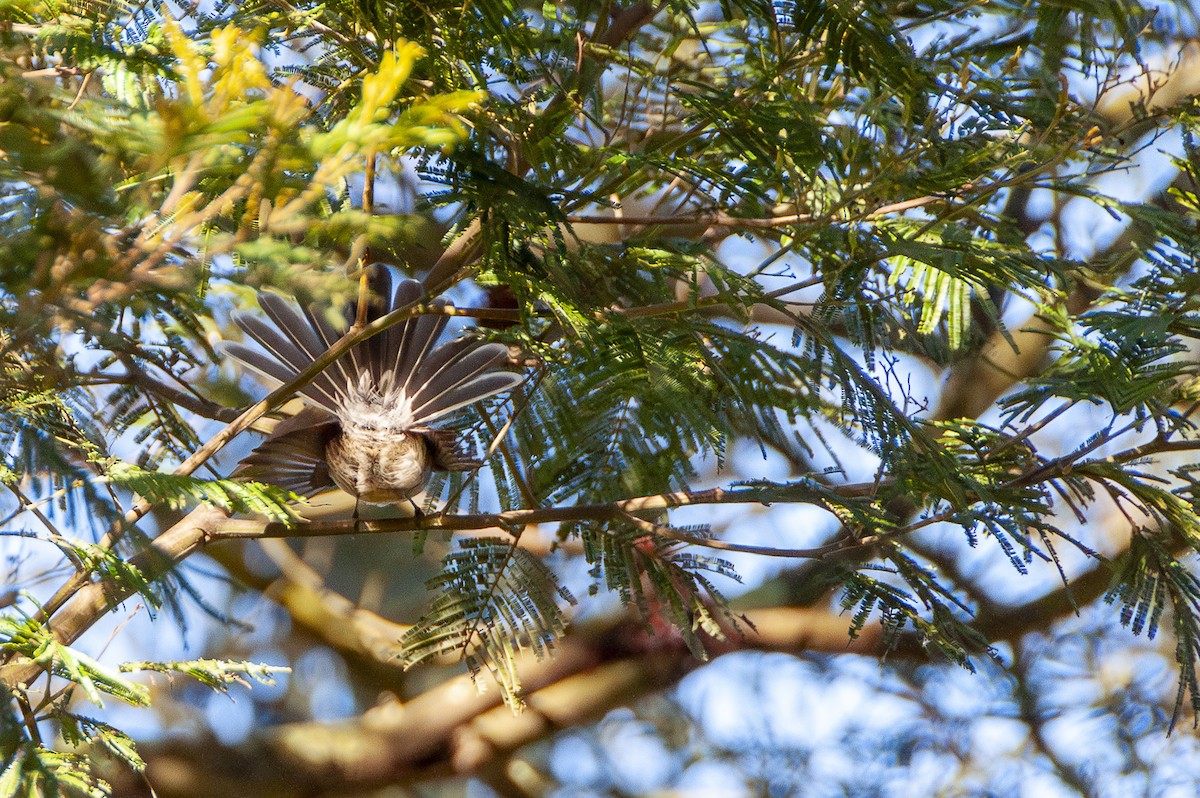 Gray Fantail - ML621959860