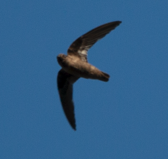 Black Swift - ML621959895