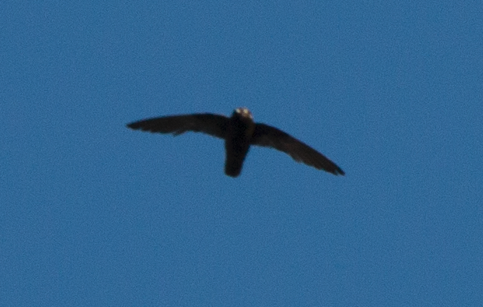 Spot-fronted Swift - ML621959908