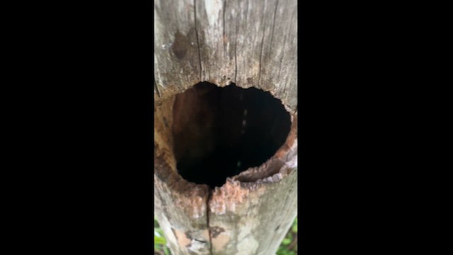 Yucatan Woodpecker - ML621959921