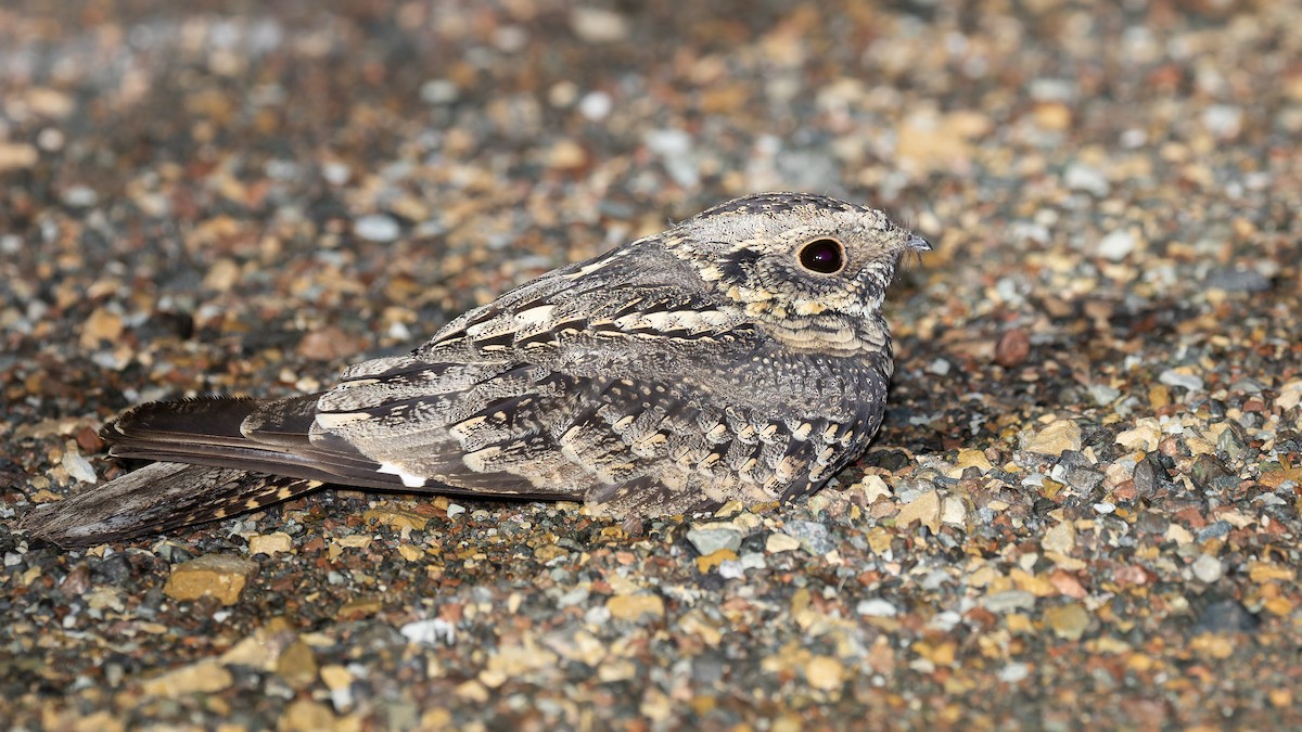 Spotted Nightjar - ML621959947