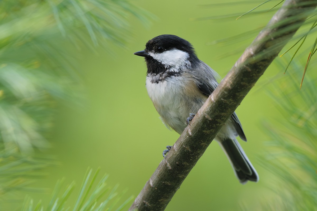 Black-capped Chickadee - ML621959953